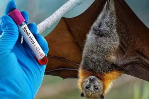 Bệnh do virus Nipah được mô tả lần đầu năm 1998, virus được phân lập năm 1999. Ảnh minh họa: INT
