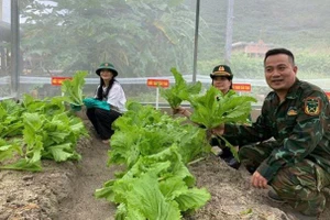 Trồng thực nghiệm cải bẹ xanh và mồng tơi trên nền cát san hô được cải tạo thành đất canh tác.