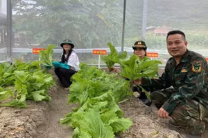 Trồng thực nghiệm cải bẹ xanh và mồng tơi trên nền cát san hô được cải tạo thành đất canh tác.