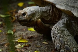 Rùa Aldabra.