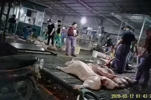 Bên trong lò mổ lợn nhiễm bệnh. Ảnh: TG