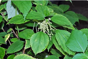 Cây gai toàn tơ chứa nhiều hoạt chất quý ức chế tế bào ung thư.