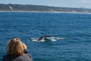Du khách dễ dàng chụp được hình cá voi xám. Ảnh: Bajaecotours.com - Visittheoregoncoast.com - Scitechdaily.com