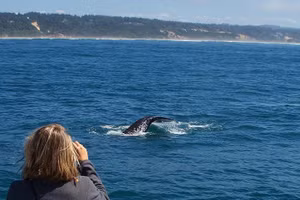 Du khách dễ dàng chụp được hình cá voi xám. Ảnh: Bajaecotours.com - Visittheoregoncoast.com - Scitechdaily.com
