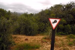 Biển báo ưu tiên bọ hung qua đường trong Công viên Voi Quốc gia Addo, Nam Phi. Ảnh: Atlasobscura.com