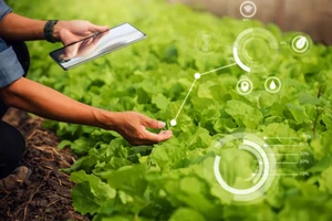 Công nghệ giúp người nông dân tối ưu hóa việc hỗ trợ để cây phát triển tốt hơn.