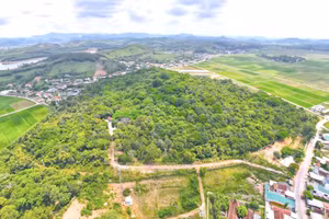 Toàn cảnh rừng lim Tháp Lĩnh ở xã Hậu Thành.