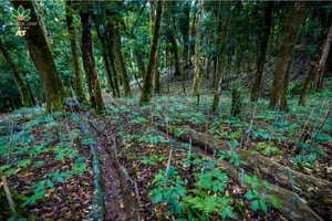 Một góc vườn sâm Ngọc Linh. Ảnh minh họa: INT - S.T