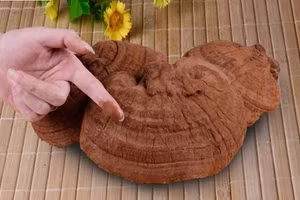 Bào tử nấm linh chi chứa nhiều hoạt chất quý nhất trong cây nấm.