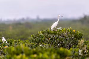 Khu rừng ngập mặn là điều kiện lý tưởng để cò làm tổ, đẻ trứng.