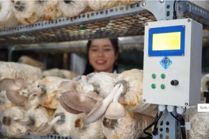 Thiết bị kiểm soát trồng nấm.