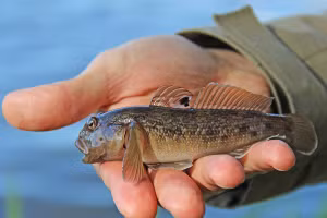 Cá bống sông Trà là đặc sản đang dần mai một ở Quảng Ngãi.