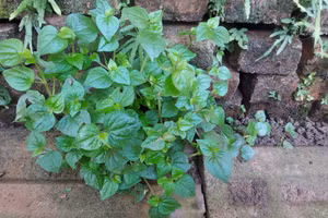 Ảnh: Quốc Bình.