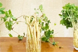 Trồng sâm non bằng phương pháp khí canh