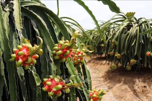 Thanh long ruột đỏ.