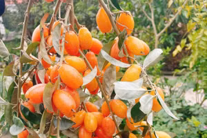 Cây nhót mẹ trồng mấy năm trước bắt đầu cho trái, mùa đầu mà đã sai trĩu quả. Ảnh: Vân Anh.