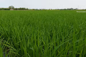 Đầu hạ, lúa chiêm bỗng 'phất' lên bời bời khi có tiếng sấm đón chào mưa đến. Ảnh: Bình Thanh