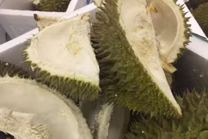 Vỏ sầu riêng có thể xử lý thành phân hữu cơ vi sinh giàu dinh dưỡng cho cây trồng.