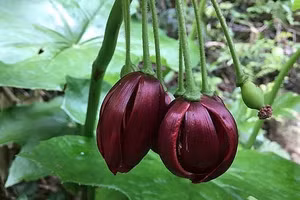 Chủng vi nấm nuôi cấy từ cây Bát Giác liên là nguyên liệu điều chế thuốc phòng chống ung thư.