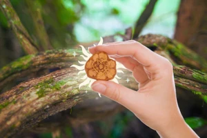 Nhiều người coi ayahuasca là liệu pháp chữa lành.
