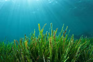 Cỏ biển có thể hấp thụ carbon khổng lồ, đem lại giá trị kinh tế to lớn.