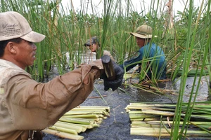 Mô hình trồng bồn bồn kết hợp nuôi cá đồng tại huyện U Minh đem lại nguồn thu nhập ổn định cho người dân. Ảnh: Quách Mến