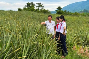 Hai học sinh cùng thầy giáo đi khảo sát vùng trồng dứa làm nguyên liệu sản xuất tóc giả.