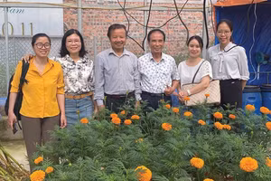 Nhóm nghiên cứu tại khu vực trồng thử nghiệm cúc vạn thọ theo quy trình hữu cơ.