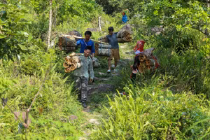 Cả ngày bóc tách vỏ quế, đến chiều bà con phải gánh quế vượt nhiều dốc núi để về bản.