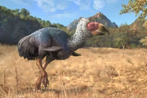 Loài chim ăn thịt Titanis từng sống tại Bắc Mỹ.