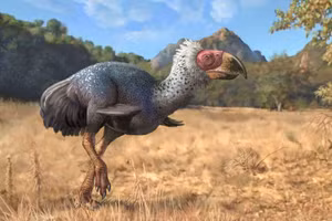 Loài chim ăn thịt Titanis từng sống tại Bắc Mỹ.