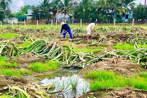 Thân cây thanh long là nguồn phụ phẩm nông nghiệp có thể được tận dụng tạo than sinh học xử lý ô nhiễm kim loại nặng trong nước.