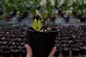 Một cây lan giống mới đủ tiêu chuẩn xuất bán.