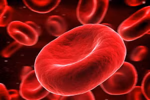 Tế bào hồng cầu có tuổi thọ khoảng 120 ngày và được tái tạo trong tủy xương.