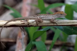 Thằn lằn nâu triệt để chinh phục chì. Ảnh: Smithsonianmag.com