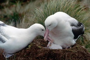 Sinh sản khiến cơ thể chim mái suy yếu.