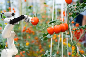 Robot giúp thu hoạch nông sản với độ đồng đều và chính xác cao.