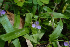Cây thuốc thuộc chi Murdannia sp. có thành phần hỗ trợ viêm loét dạ dày.