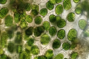 Nhóm thử nghiệm khâu vết thương trên thỏ bằng chỉ từ cây lưỡi hổ.