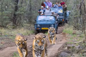 Loài hổ chung sống với con người.