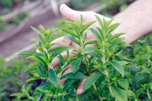 Cỏ ngọt là chứa nhiều thành phần dưỡng chất quý để làm trà và kẹo ngọt cho bệnh nhân tiểu đường.