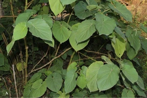 Loài Lân hoa (Piper umbellatum L.) được phân tích mới về thành phần hóa học của tinh dầu.