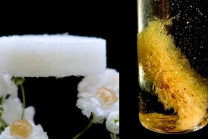 Các nhà nghiên cứu tại ETH Zurich đã phát triển một miếng bọt biển khí gel (trái) có thể tách vàng (phải) được sử dụng trong các thiết bị điện tử cũ. Ảnh: ETH Zurich
