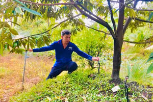 Tưới nhỏ giọt khuếch tán giúp tăng năng suất và chất lượng sầu riêng.