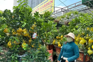 Bưởi diễn về TPHCM nhiều và rất đẹp. Ảnh: INT