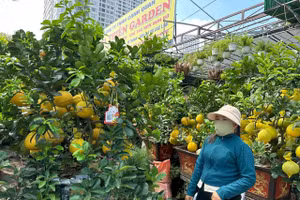 Bưởi diễn về TPHCM nhiều và rất đẹp. Ảnh: INT
