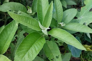 Cây đại bi chứa các hoạt chất có thể thay thế kháng sinh thương mại.