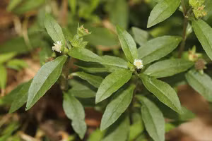 Viên nang từ cây cỏ mực chứa nhiều hoạt chất tốt cho gan.