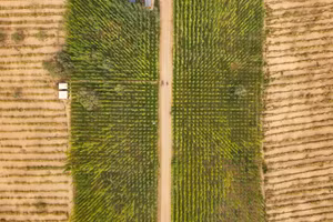 Những cánh rừng bao quanh sa mạc Taklamakan.