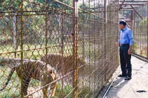 Những con hổ được mang từ Lào về Thanh Hóa nuôi gần 20 năm qua.